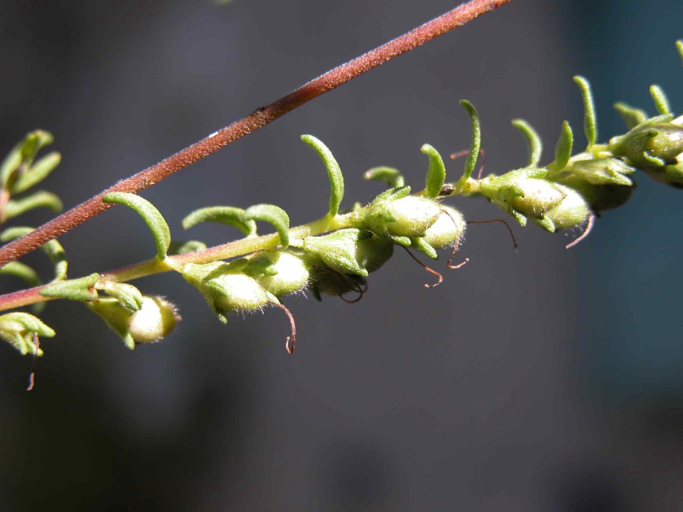 Odontites, Yellow fruit